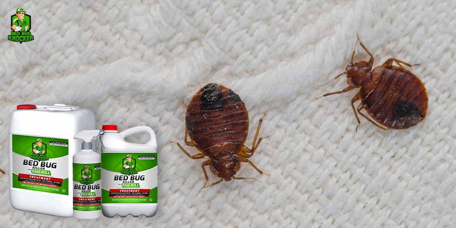 Mis on parasiitidevastase Bed Bug Knockeri lahutamatud eelised?