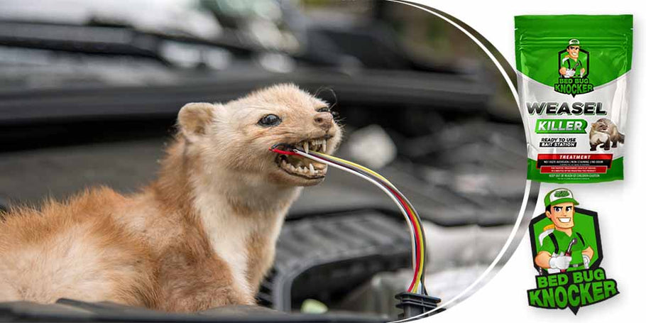 Nirk lõikavad sageli autode elektrijuhtmeid läbi. Kuidas saame seda probleemi tõhusalt ära hoida?